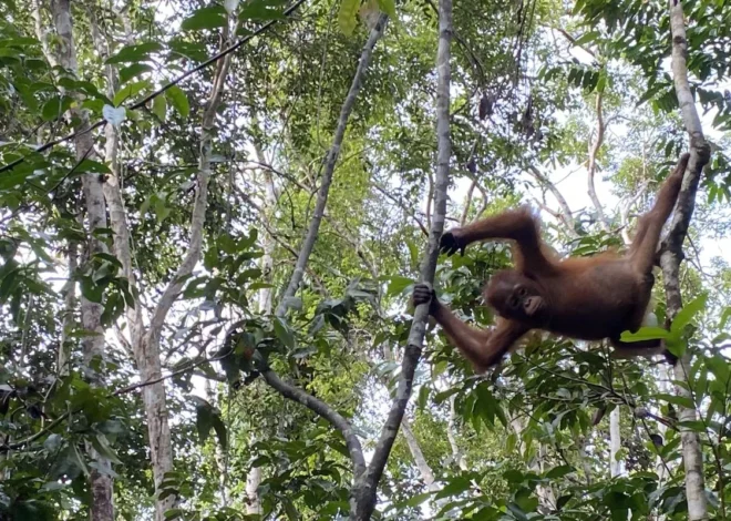 Pengalaman Bertamu ke Rumah Orang Utan Liar di Hutan Kalimantan yang Memukau