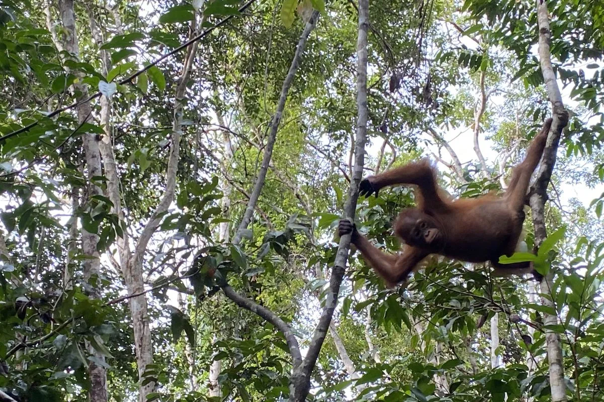 Pengalaman Bertamu ke Rumah Orang Utan Liar di Hutan Kalimantan yang Memukau