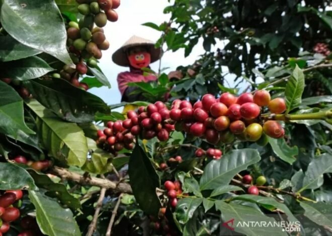 Pendapatan Petani Kopi Cikajang Meningkat, Kini Capai Rp4,5 Juta per Bulan