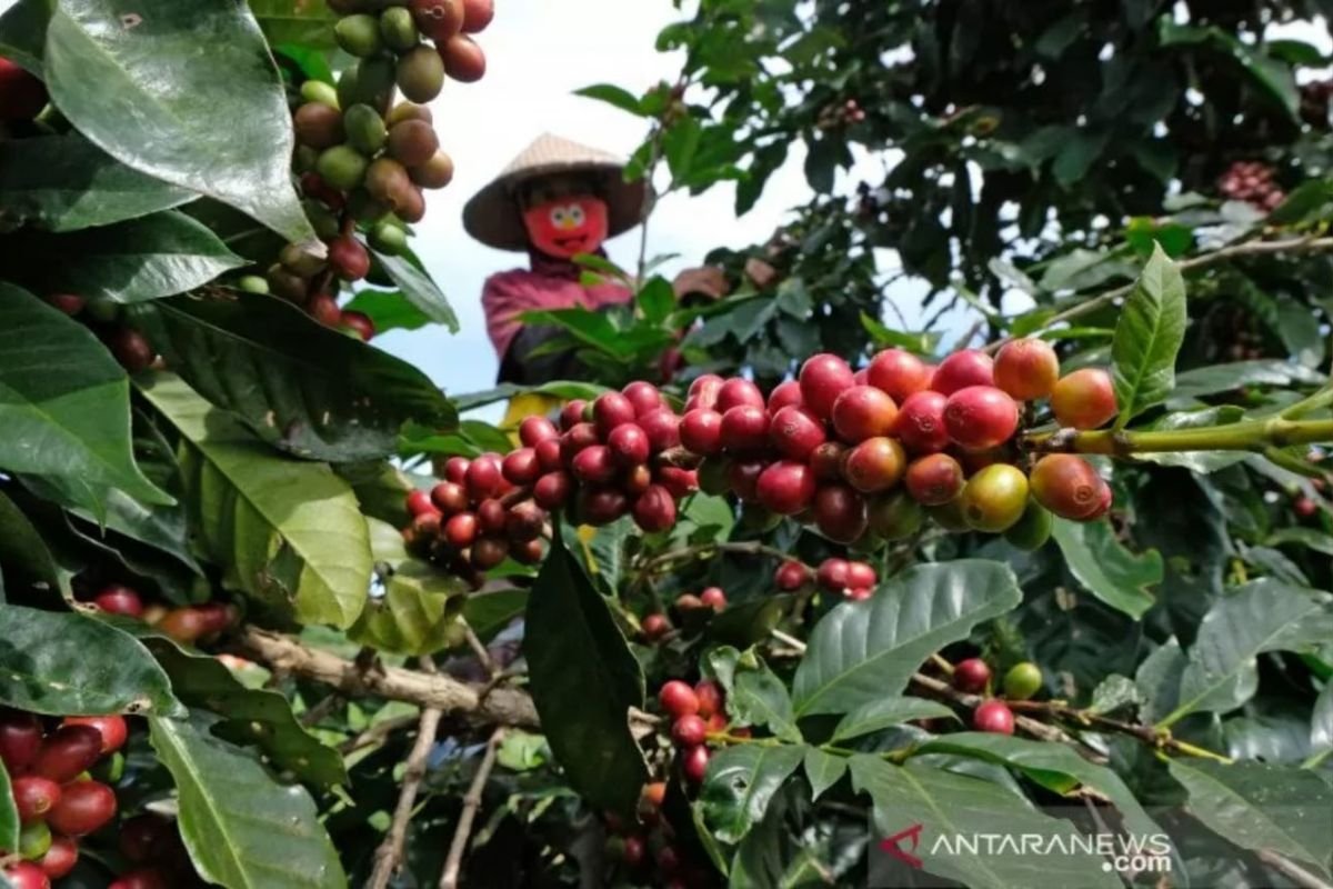 Pendapatan Petani Kopi Cikajang Meningkat, Kini Capai Rp4,5 Juta per Bulan