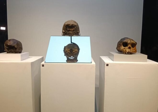 Museum Nasional Jadi Tempat Penyimpanan Fosil Masterpiece Dubois