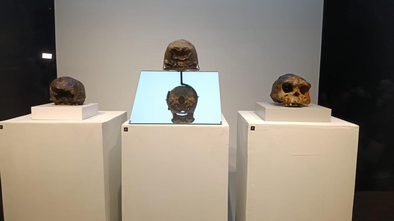 Museum Nasional Jadi Tempat Penyimpanan Fosil Masterpiece Dubois