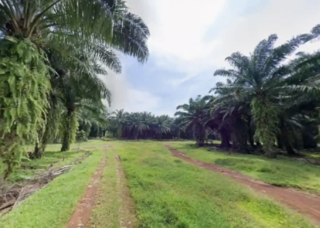 Respon Petani Terkait Kebijakan Pemerintah Provinsi Jabar Larang Perluasan Kebun Sawit