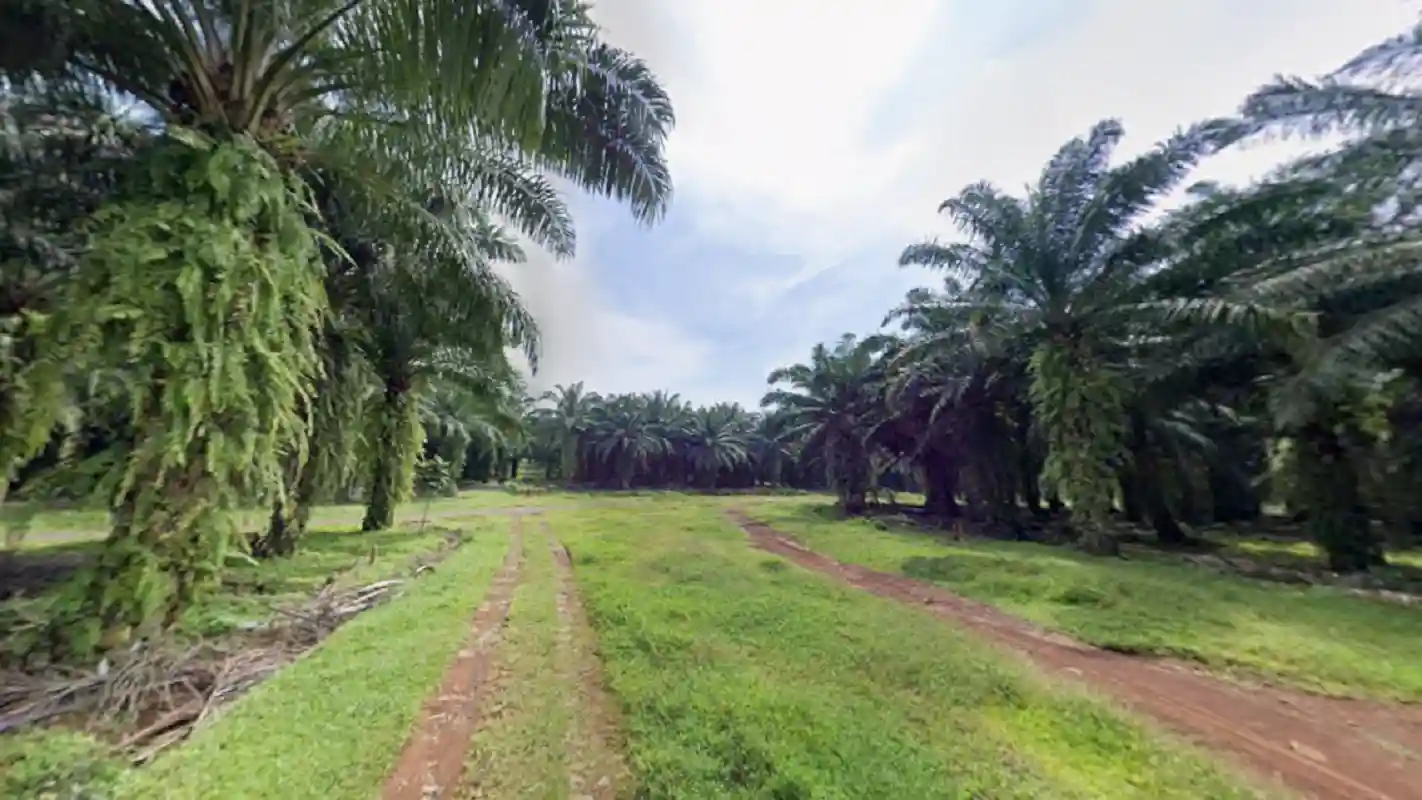 Respon Petani Terkait Kebijakan Pemerintah Provinsi Jabar Larang Perluasan Kebun Sawit