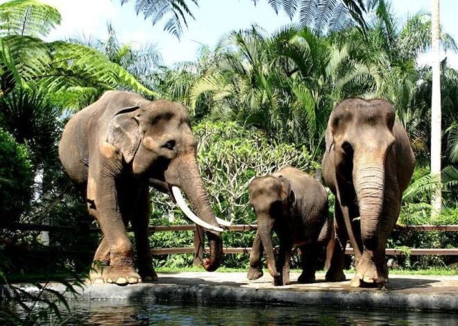 Pemerintah Tegas Larang Aktivitas Tunggang Gajah demi Kesejahteraan Satwa