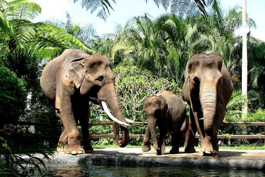 Pemerintah Tegas Larang Aktivitas Tunggang Gajah demi Kesejahteraan Satwa