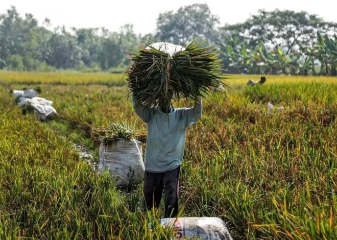 HKTI: Produksi Padi Nasional 2026 Tetap Terjaga Meski Menghadapi Dinamika Iklim