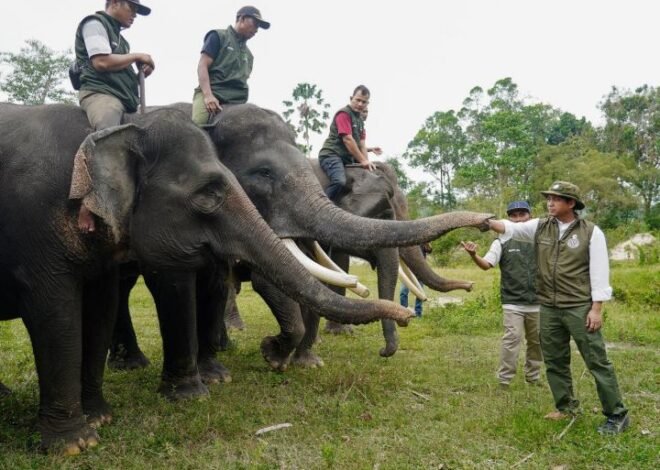 Menhut Targetkan Koridor Gajah di Riau Segera Terintegrasi