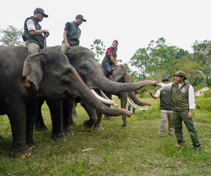 Menhut Targetkan Koridor Gajah di Riau Segera Terintegrasi
