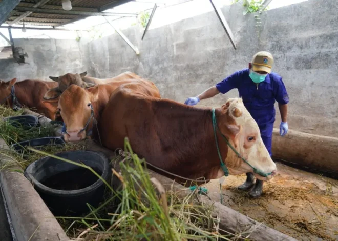 Jamin Keamanan Hewan Kurban, Sudin KPKP Jakut Periksa Kesehatan Sapi di Rorotan
