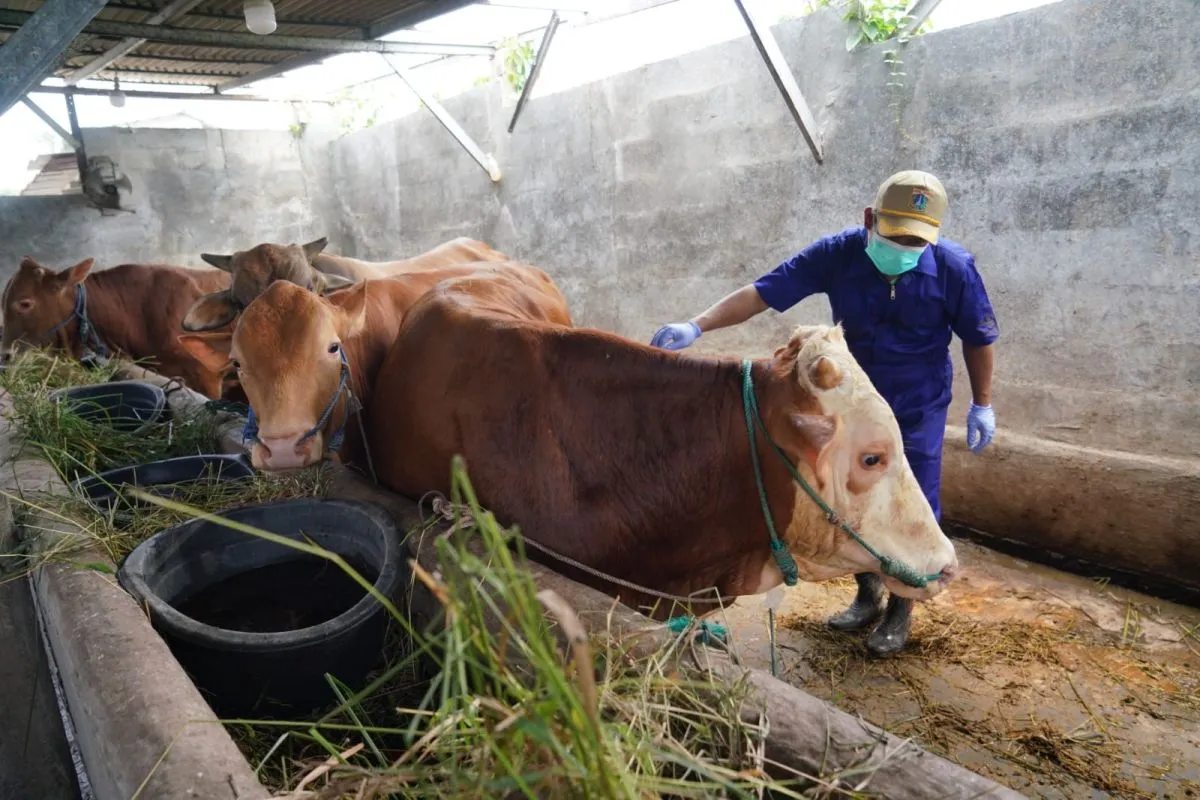 Jamin Keamanan Hewan Kurban, Sudin KPKP Jakut Periksa Kesehatan Sapi di Rorotan