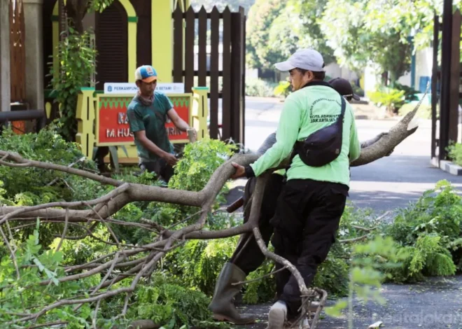 Antisipasi Cuaca Ekstrem, Distamhut Jaksel Tebang Pohon Rawan Tumbang di Kebayoran Baru