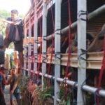 Peternak Sapi NTB Keluhkan Lonjakan Biaya Logistik Jelang Idul Adha 2026