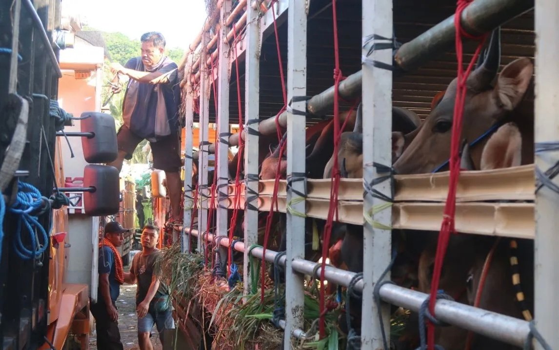 Peternak Sapi NTB Keluhkan Lonjakan Biaya Logistik Jelang Idul Adha 2026