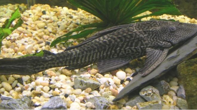 Viral Pembasmian Ikan Sapu-Sapu di Sungai, Ini 5 Fakta Mengejutkan yang Jarang Diketahui