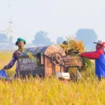 Perkuat Ketahanan Pangan, Produksi Beras RI Naik dan NTP Petani Menguat