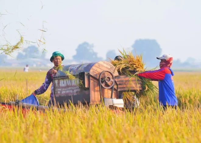 Perkuat Ketahanan Pangan, Produksi Beras RI Naik dan NTP Petani Menguat
