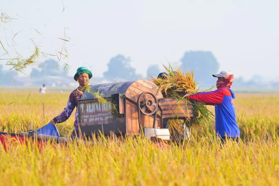 Perkuat Ketahanan Pangan, Produksi Beras RI Naik dan NTP Petani Menguat
