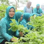 Kepulauan Seribu Dorong Hidroponik Demi Ketahanan Pangan Lokal