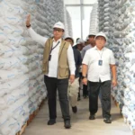 Demi Perkuat Pangan RI, Bulog Sukses Serap 3,5 Juta Ton Setara Beras Petani