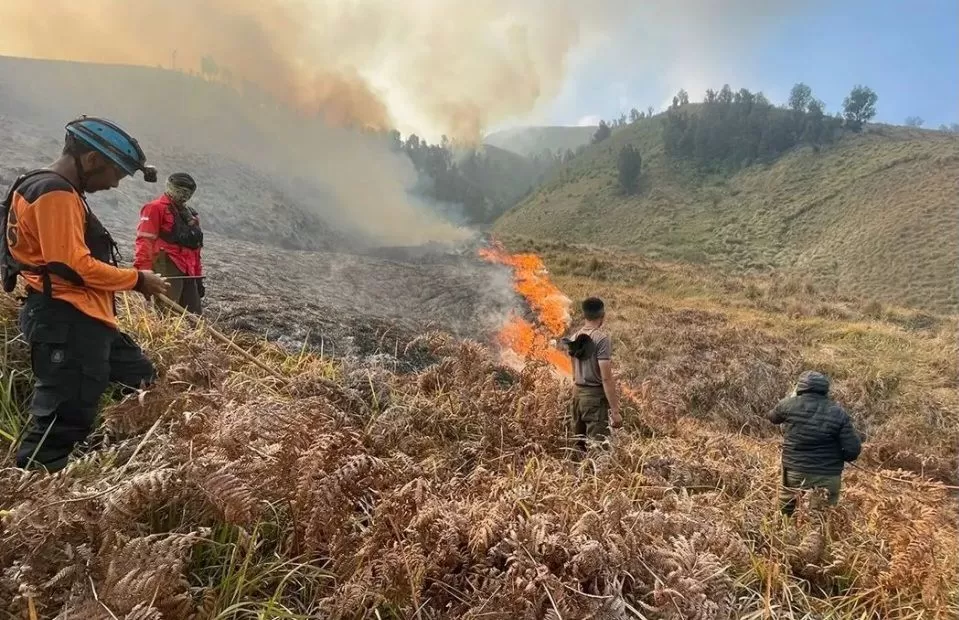 BPBD Lumajang Bergerak Cepat Tangani Kebakaran Hutan di Kawasan Bromo