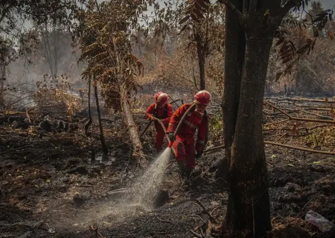Atasi Karhutla 502 Hektare, Tim Gabungan Fokus Pemadaman di 6 Provinsi